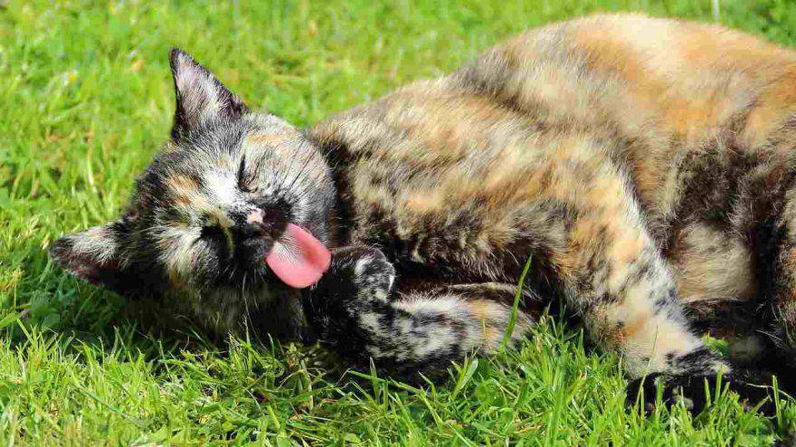 Boli di pelo del gatto