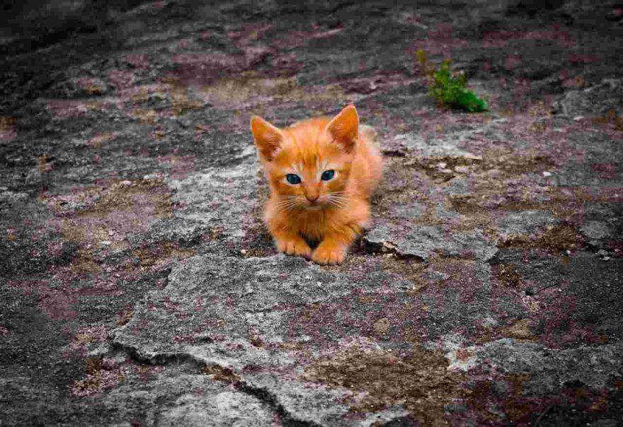 Gatto cucciolo