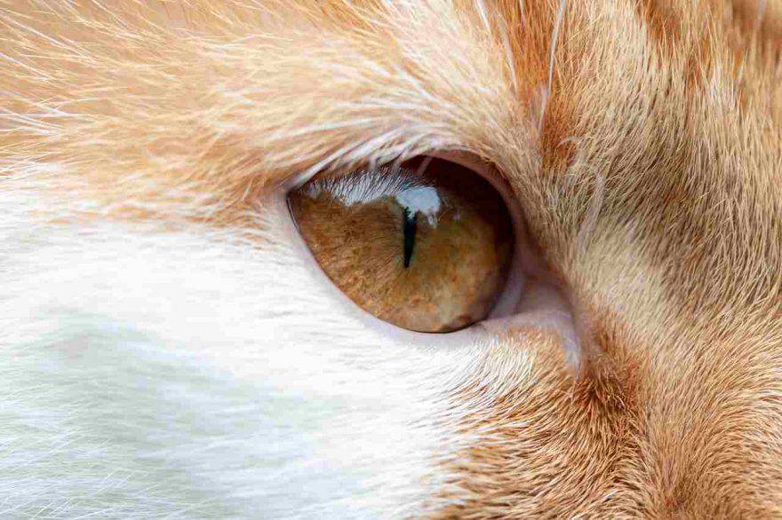 Congiuntivite nel gatto
