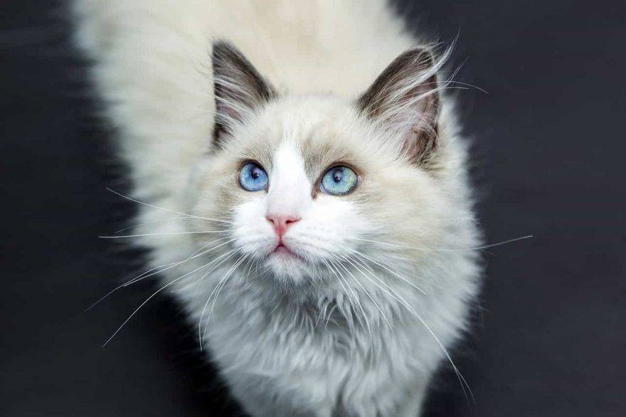 allergia pelo di gatto