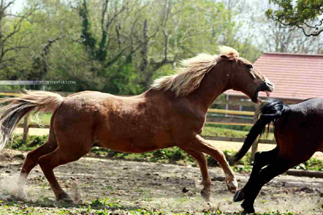 cavalli mordono