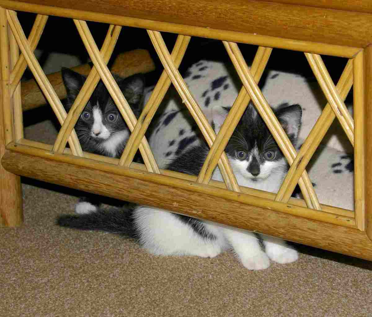 come aiutare un gatto timido (foto Pixabay)