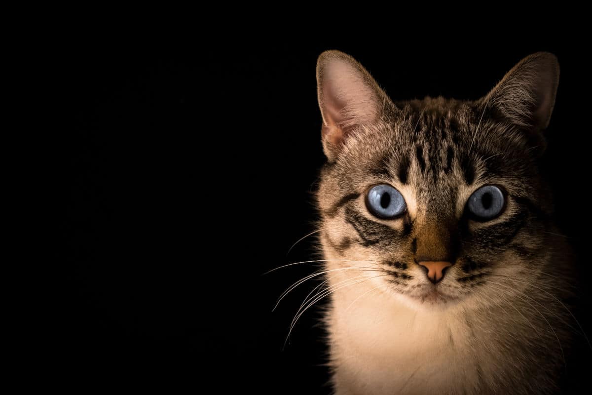 gatto fissa persone