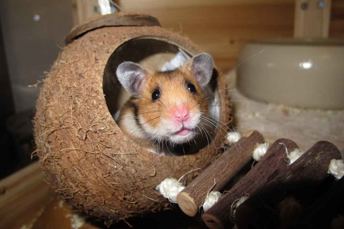 Come proteggere la gabbia del criceto dal freddo