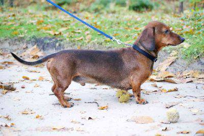 Cane Bassotto