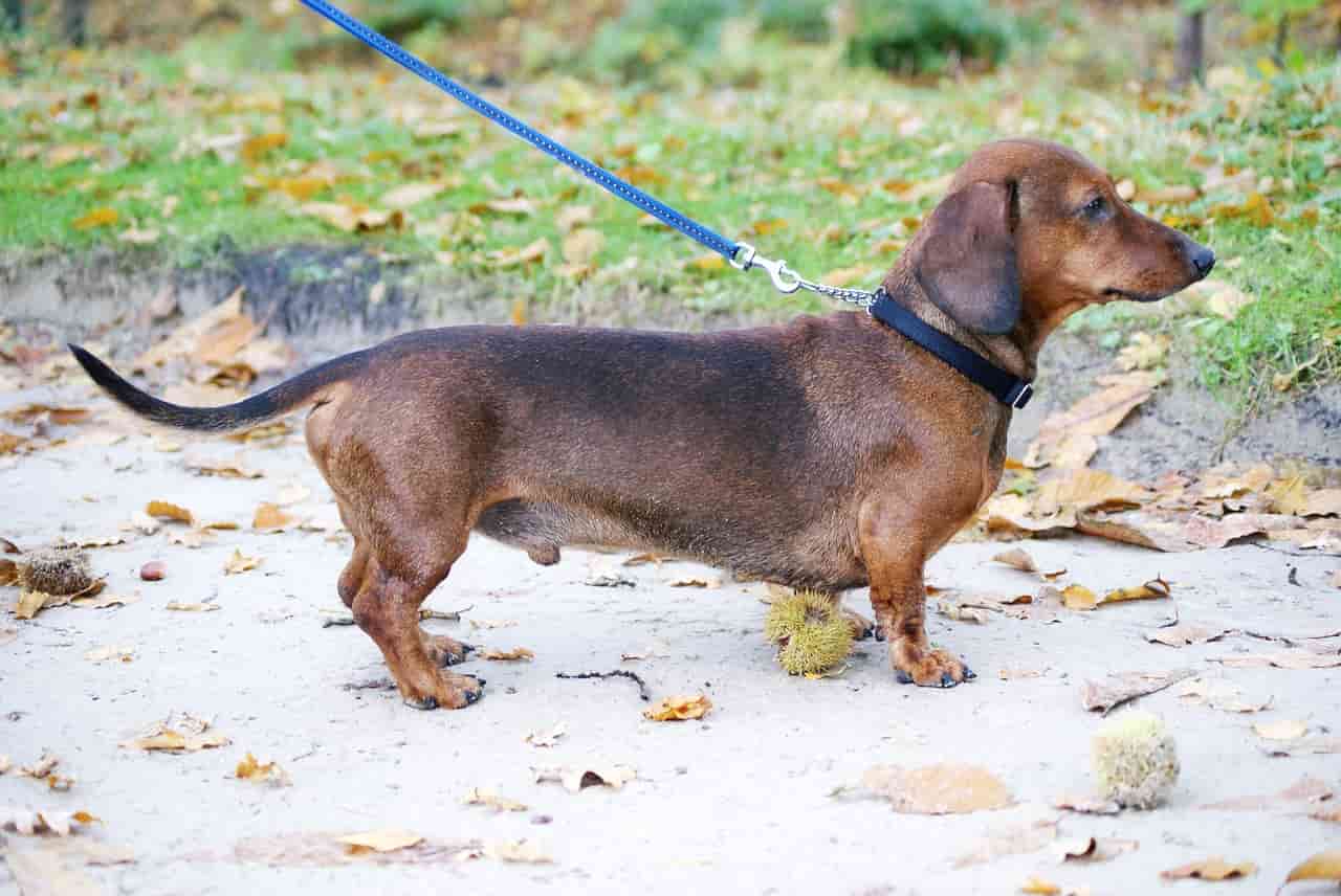 Cane Bassotto