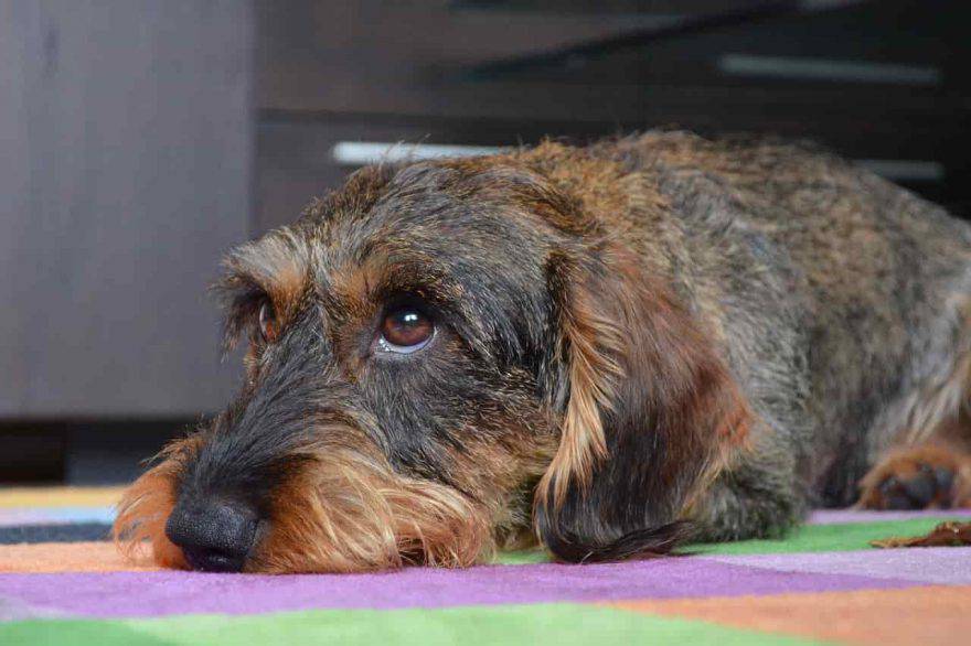 collasso tracheale cane