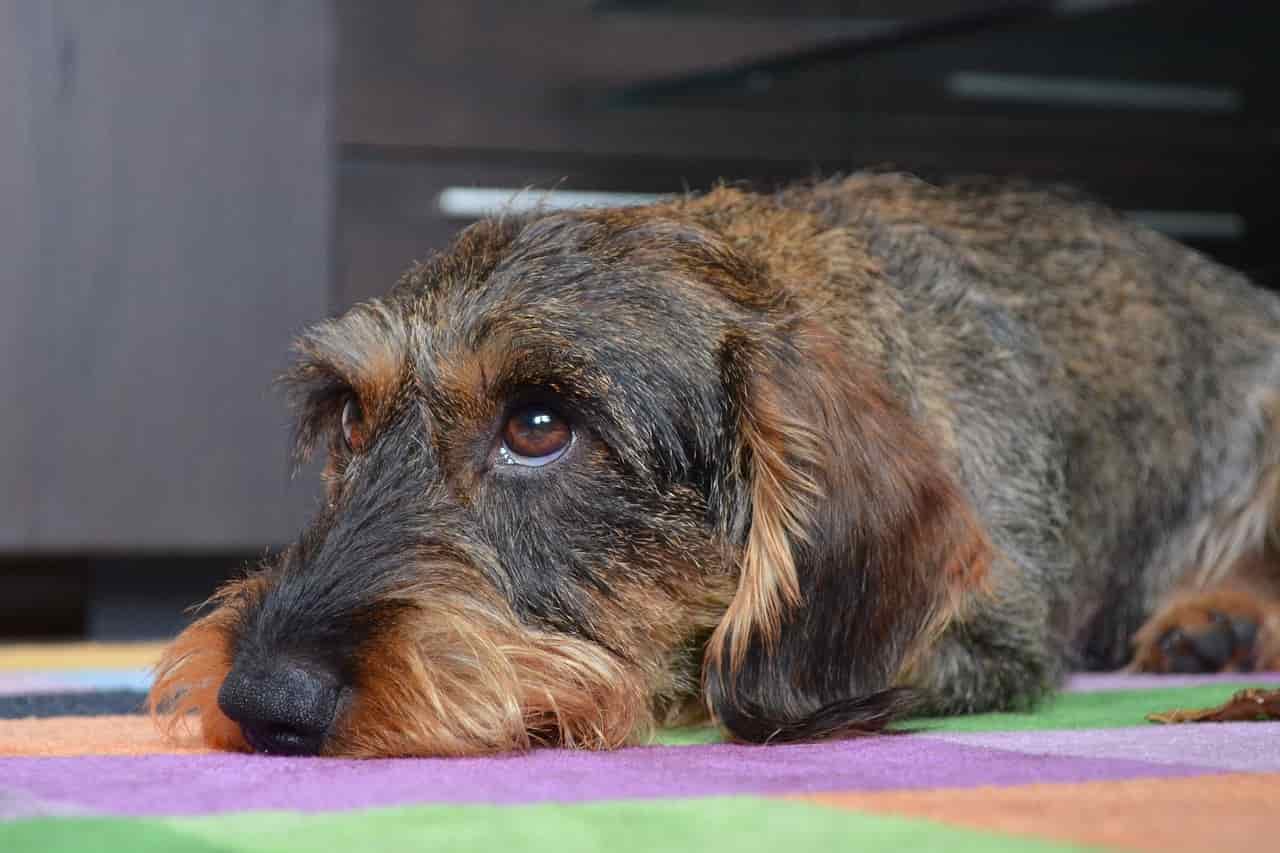 collasso tracheale cane