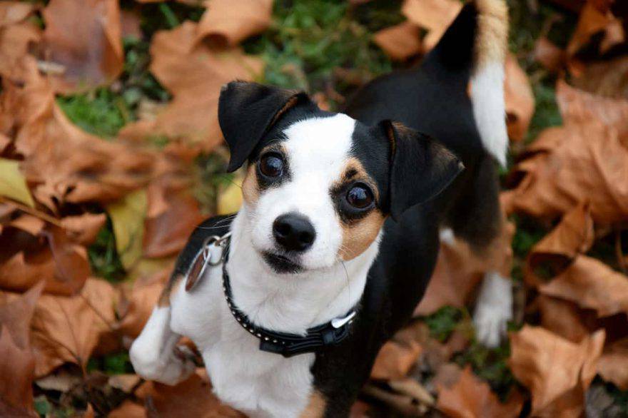alimentazione cane autunno