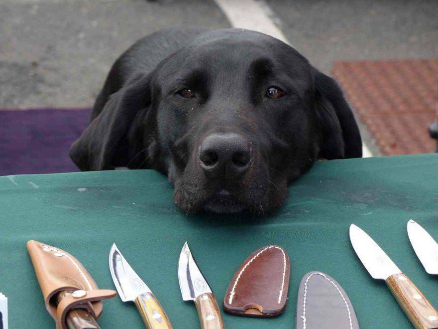 Incidenti domestici cane