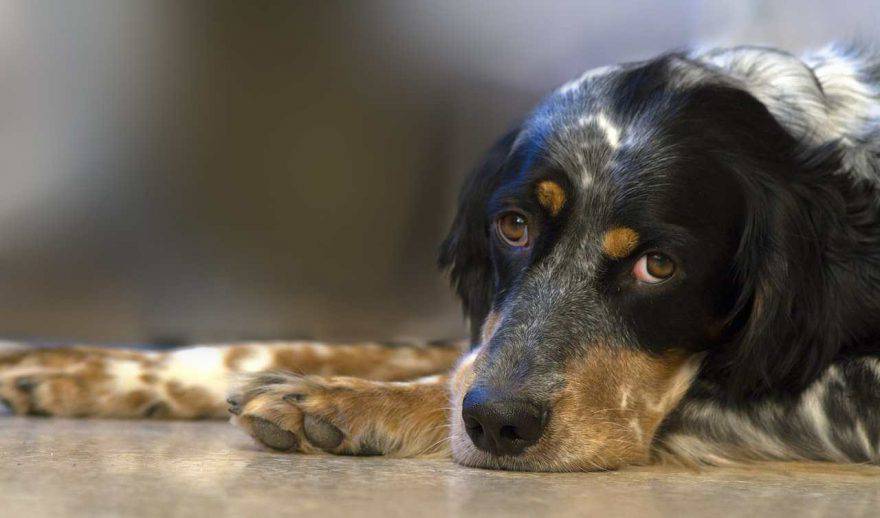 Influenza nel cane