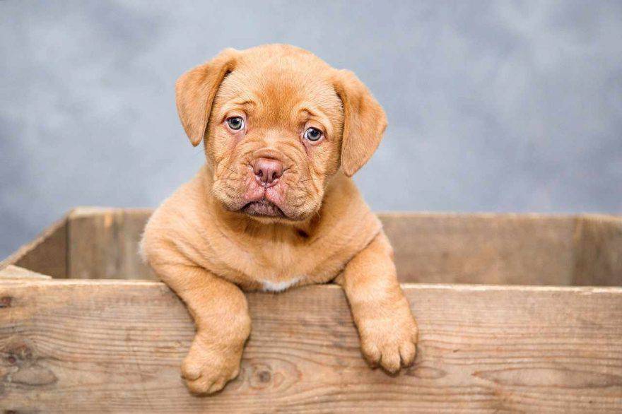 Malattie cuccioli cane