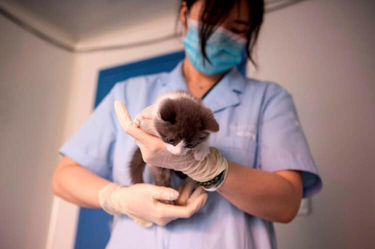 visita veterinario