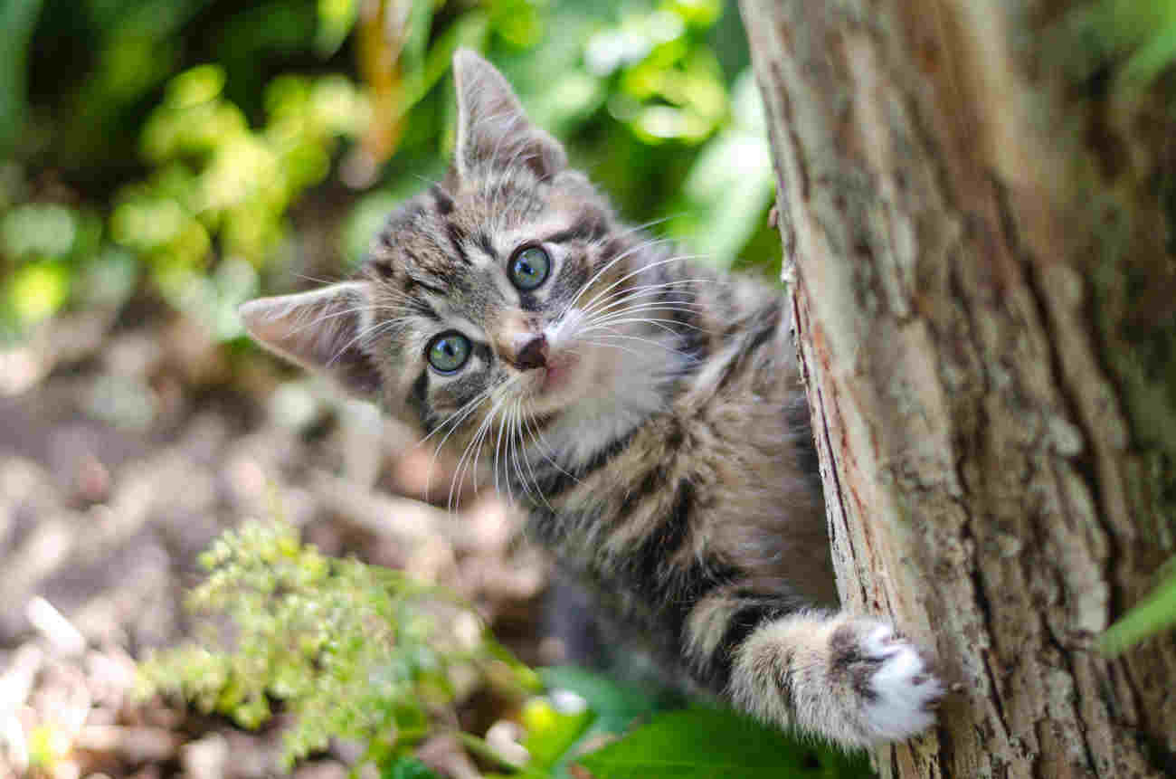 gatto piacciono posti alti