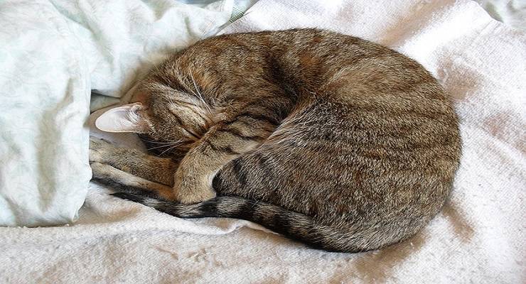 gatto dorme