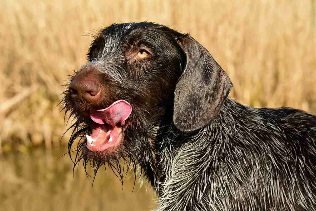 cane fango