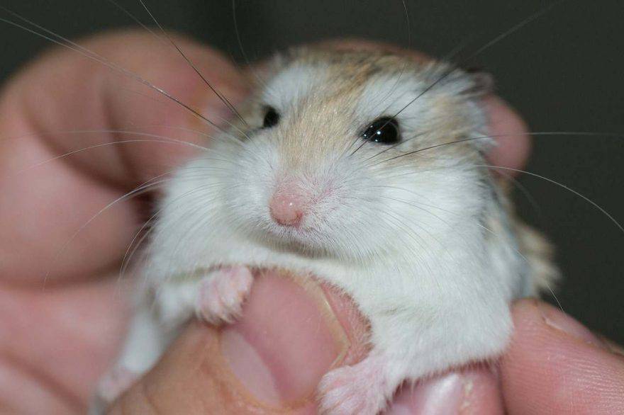 Criceto