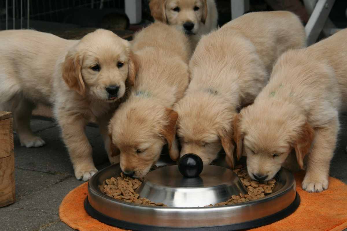 il cane ha mangiato le formiche (foto Pixabay)