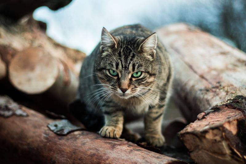 gatto fissa gente