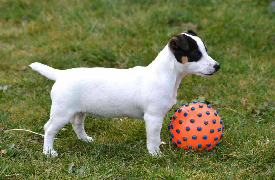 Cani condrodistrofici Jack Russel