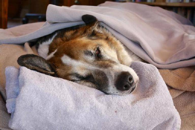 cure casalinghe fido raffreddato