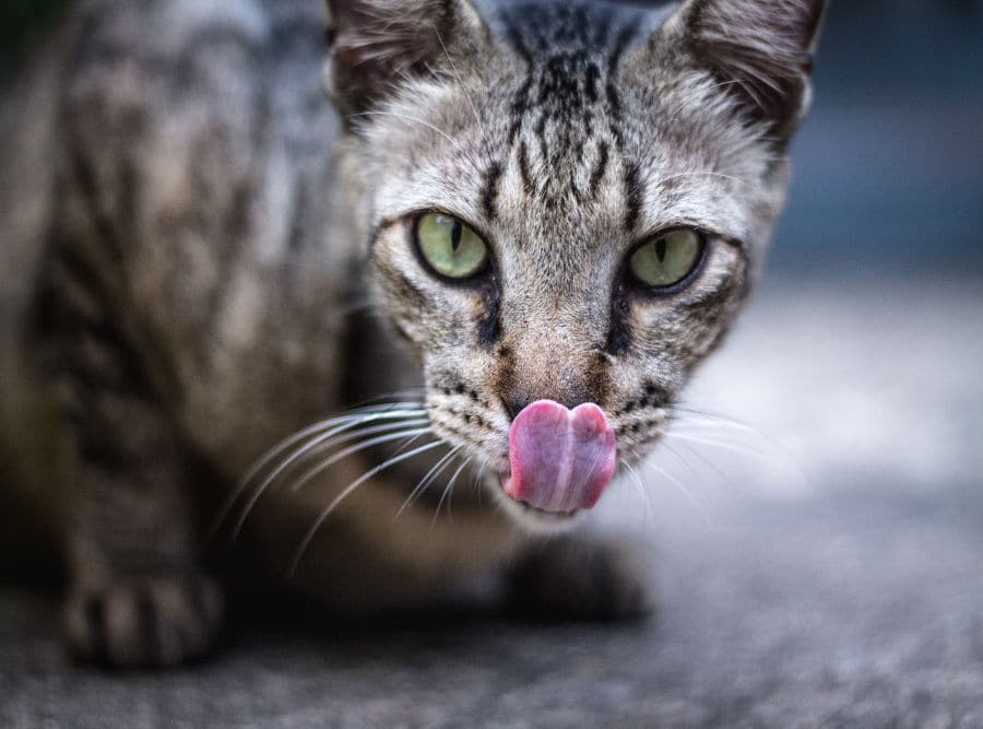 gattino fissa persone