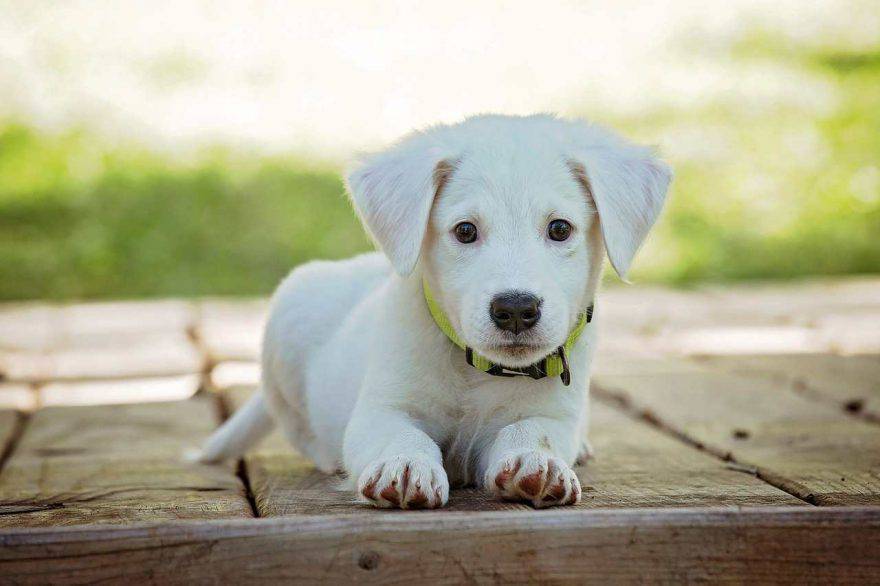 Malattie cuccioli cane