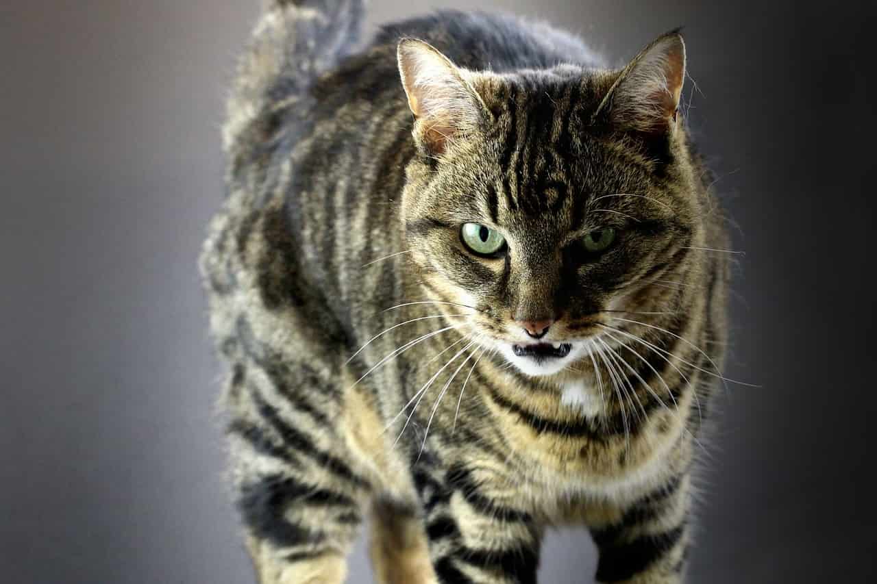 gatto ansima