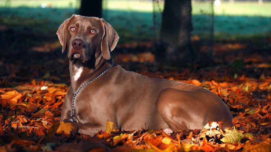cane autunno