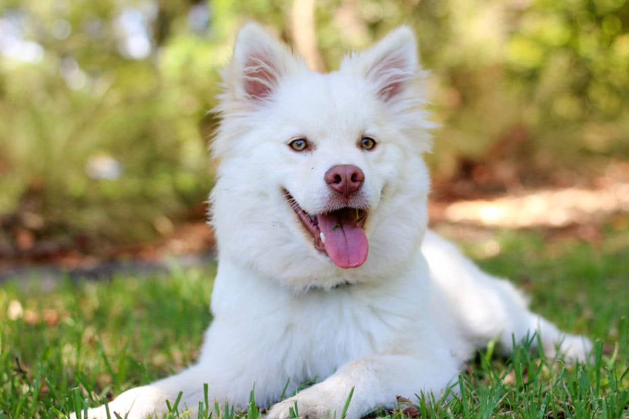Come rafforzare il sistema immunitario del cane (Foto Pexels)