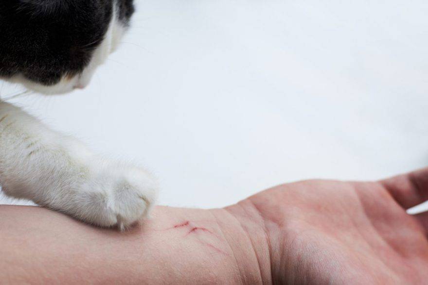 Graffi gatto
