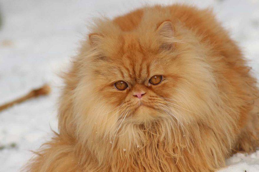 gatto freddo neve
