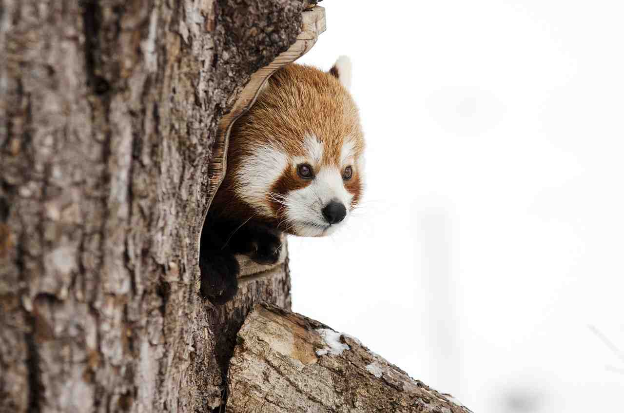 Animali entrano in letargo