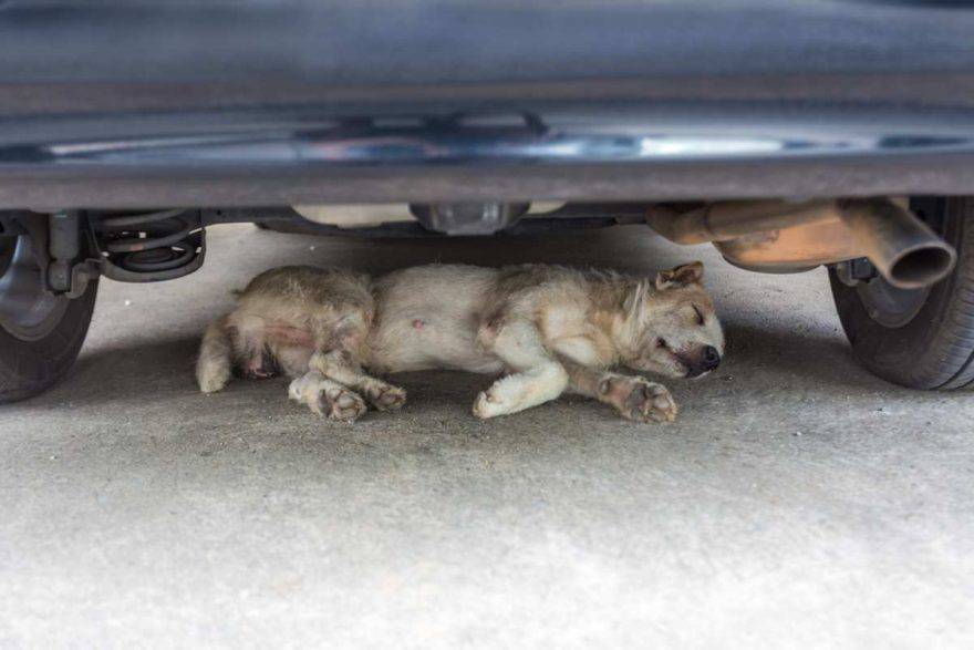 avvelenamento da antigelo nel cane