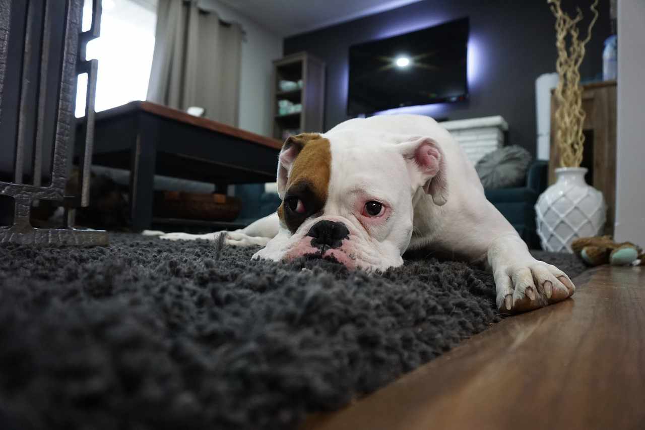 Depressione nel cane