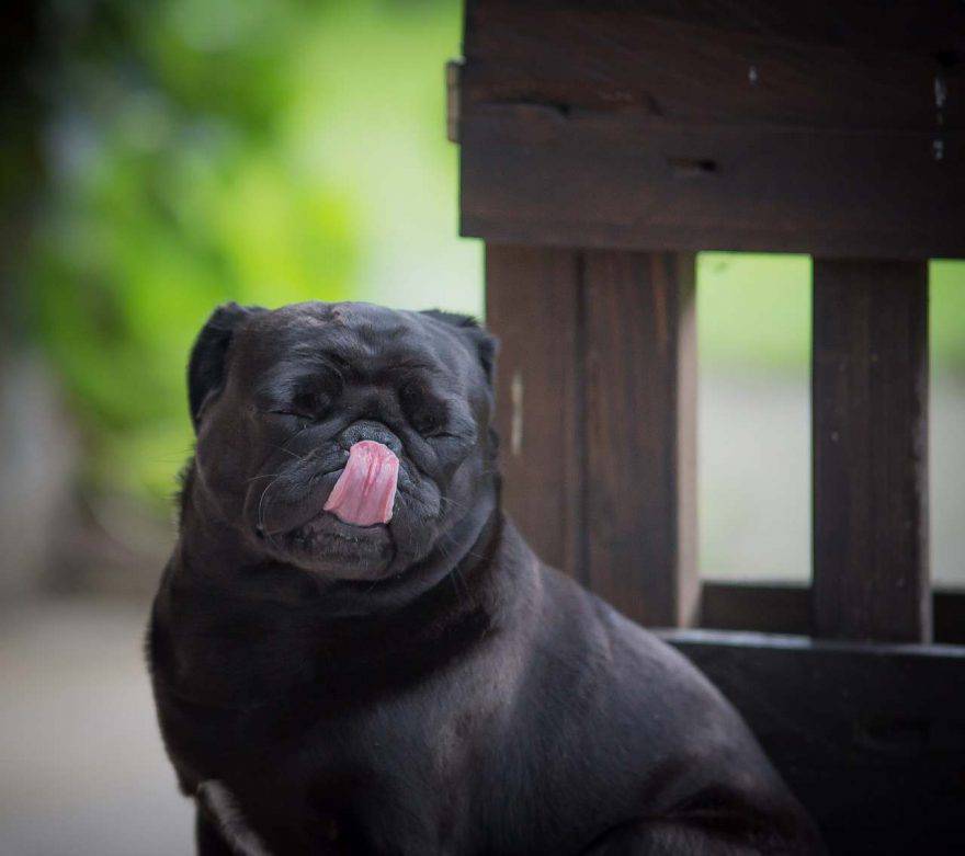 Il cane si lecca le labbra