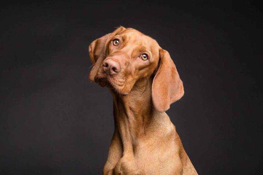 quando portare il cane dal veterinario?