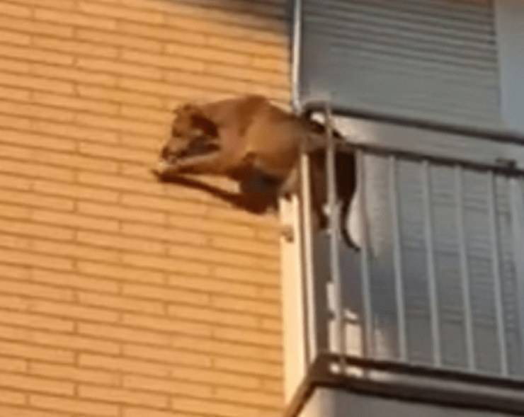 cane lasciato in balcone