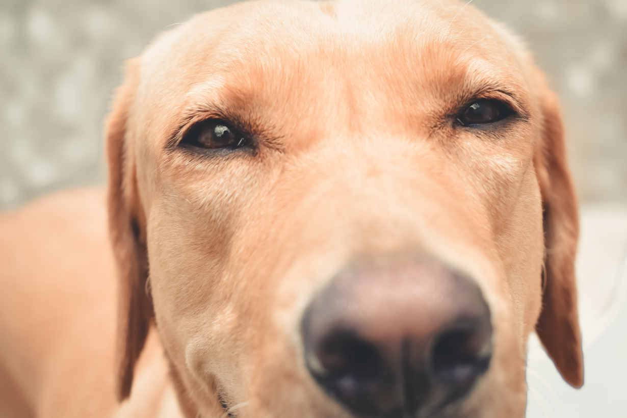 cane detesta sentirsi soffiare muso