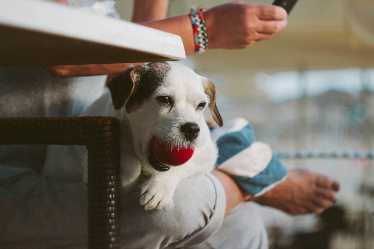 Giochi da fare in casa con il cane