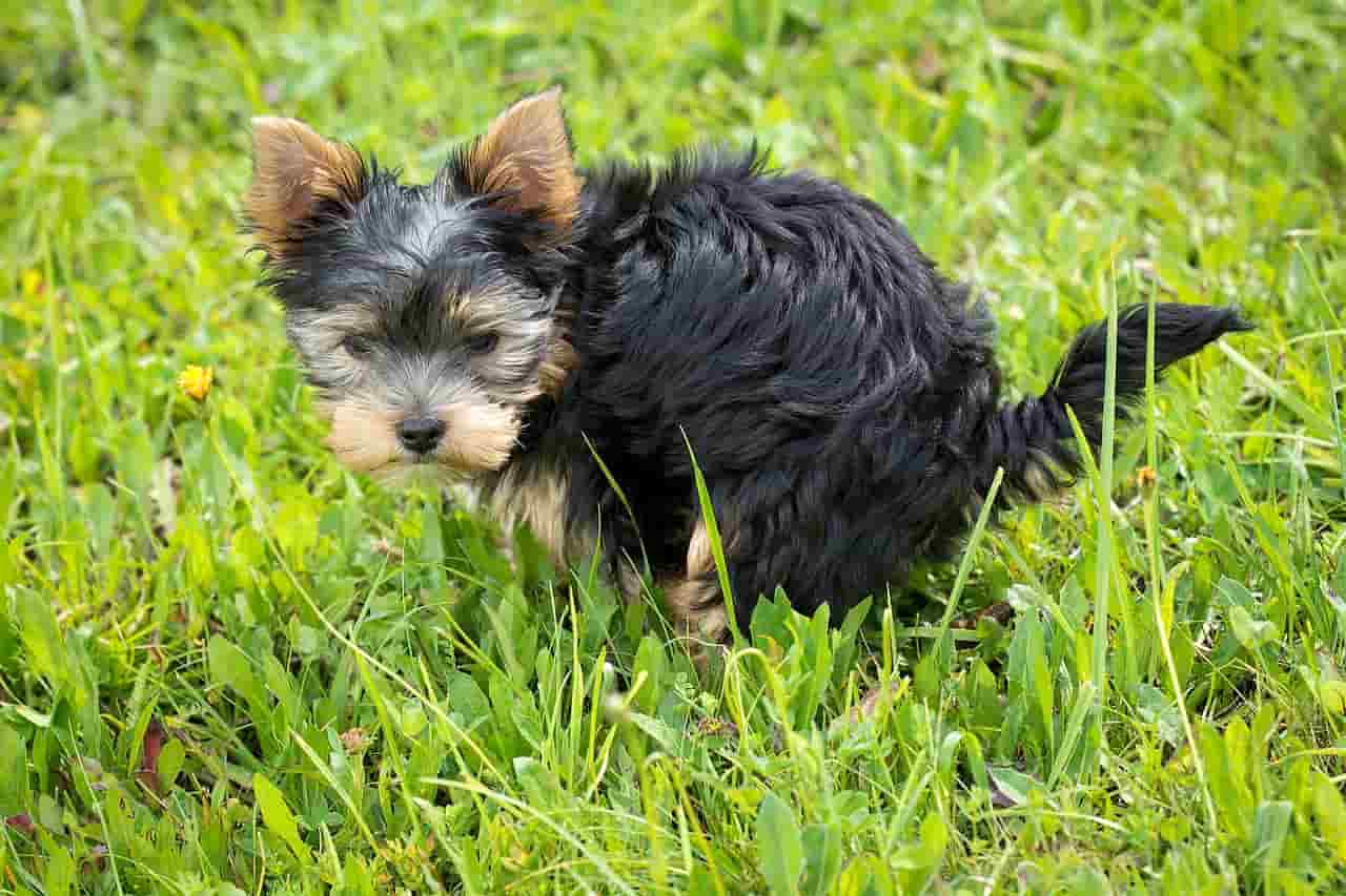 cane ruota in tondo prima di fare bisogni