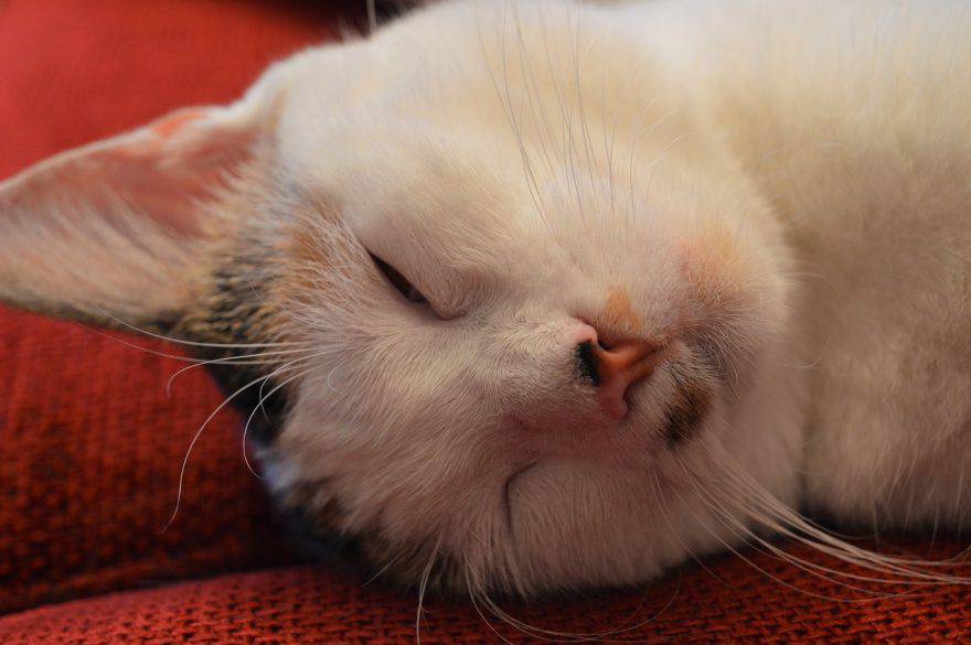 Gatto