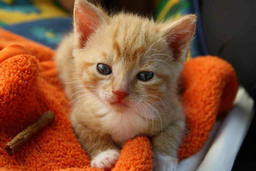 Reiki sul gatto