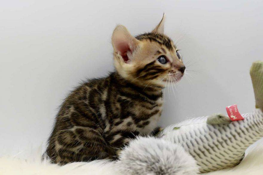 cucciolo gatto savannah