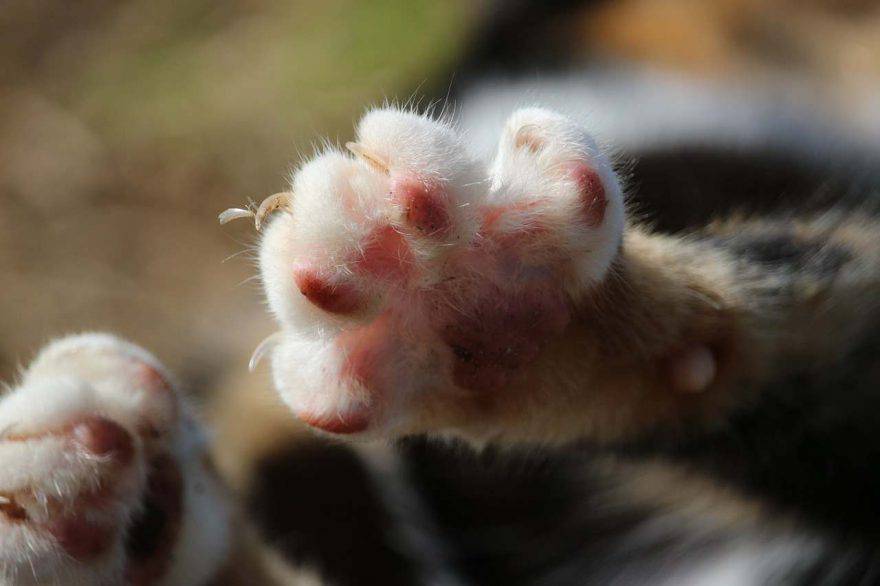 Gatto aggressivo