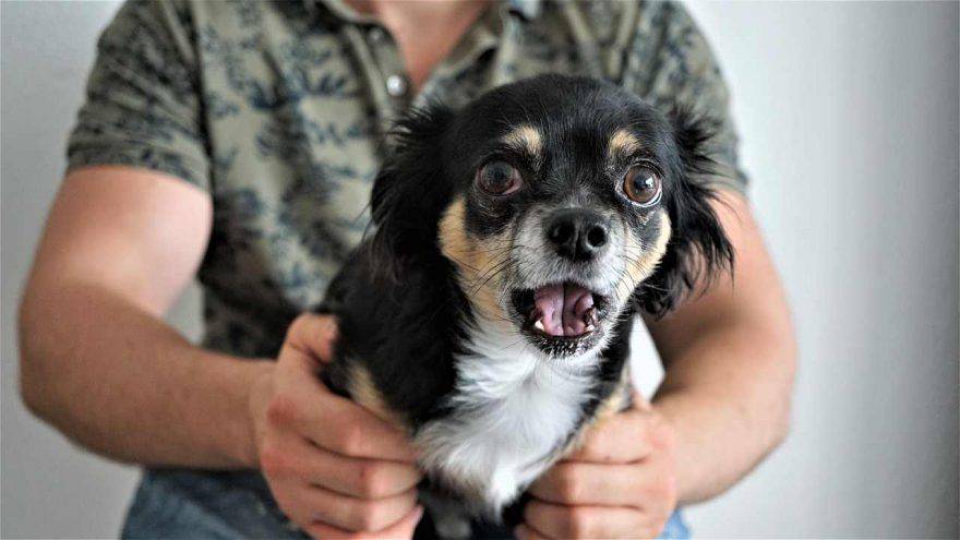 Cosa odia il cane