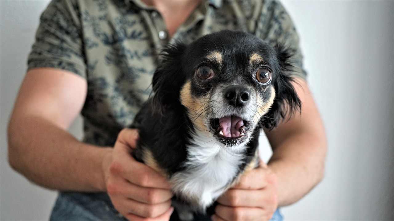Cosa odia il cane