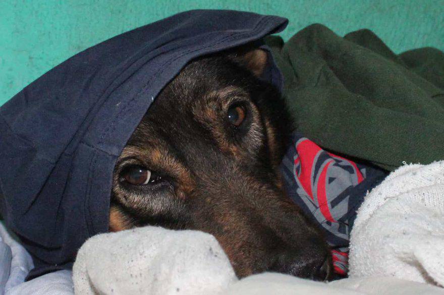 cane freddoloso
