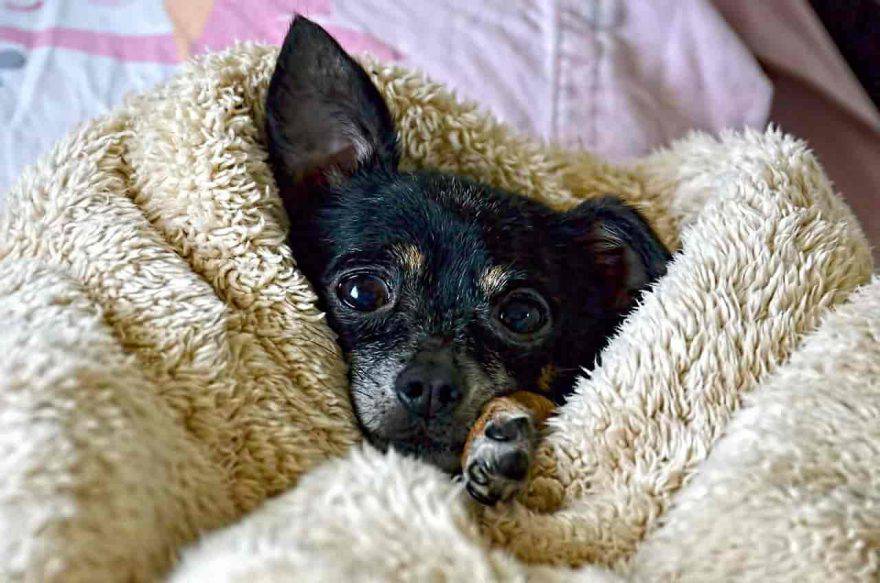 cane chihuahua freddo
