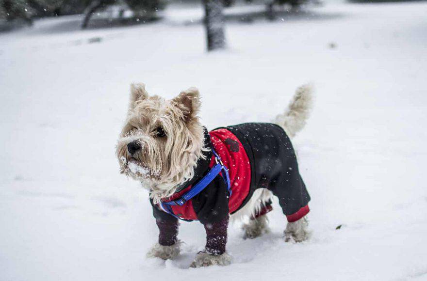 razze di cani che soffrono il freddo